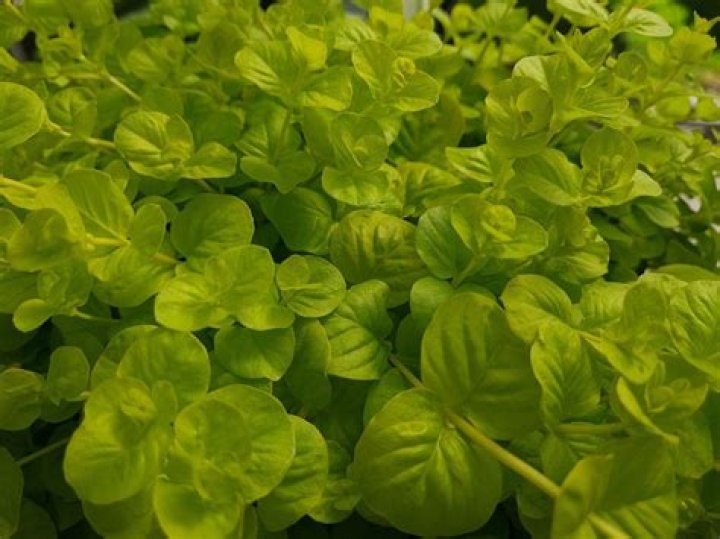 Who is Luke Raley? Let's take a closer look at the Tampa Bay Rays outfielder and first baseman - SarkariResult