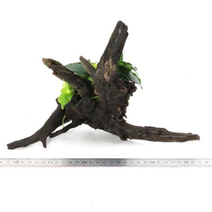 Devon Windsor Net Worth: Details About Sale, Wedding, Husband, Dress - SarkariResult