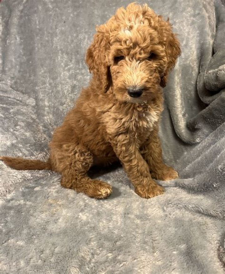 Ankita Lokhande, Vicky Jain In BIG Trouble, To Be Thrown Out of Bigg Boss 17 for Shocking Reason? - SarkariResult