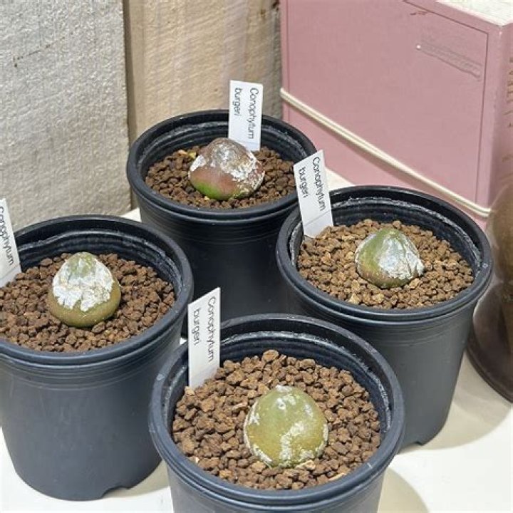 Monopoly Go: Gameplay & Trailer, How to get more oven mitts in Thanksgiving? - SarkariResult