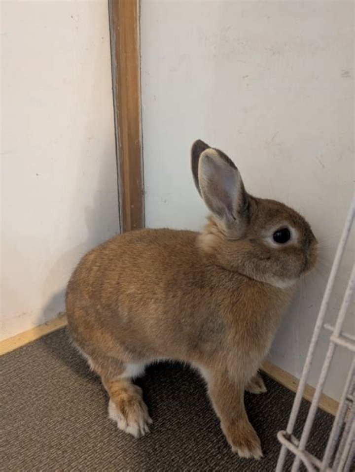 Senua's Saga: Hellblade 2 Release Date, Trailer & More, Everything You Must Know - SarkariResult