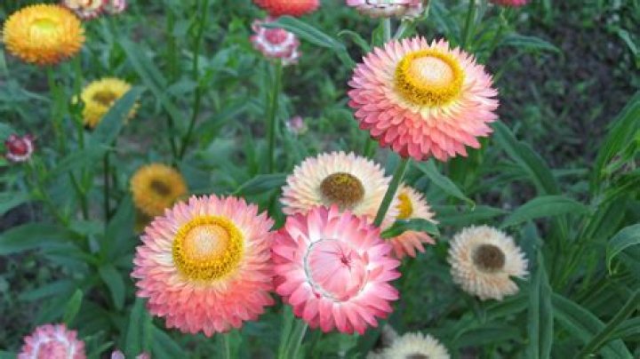 Cassandra Hansen's Disappearance: What's the Story Behind Cassandra Hansen Going Missing? - SarkariResult