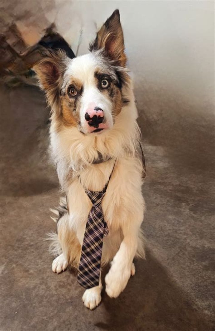 Yordy Shordy Missing Update, What Happened To Yordy Shordy? - SarkariResult