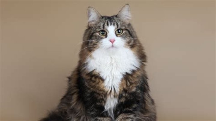 Mary Mccartney Net Worth: Career, Family, Age, Income, Wiki, Bio, All You Need to Know - SarkariResult