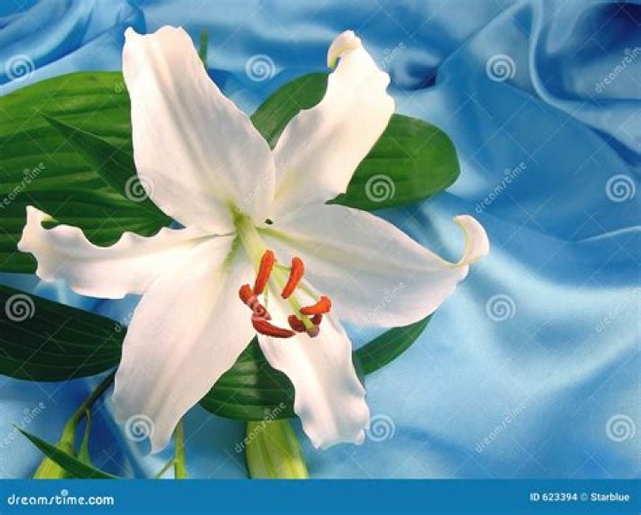 Denise Huskins Net Worth, Wiki, Parents, Ethnicity, Religion, Wikipedia, Biography, Age, Family And More - SarkariResult