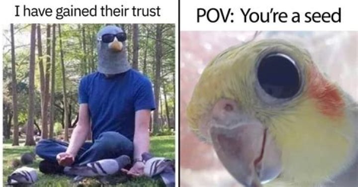 Cute & funny Bird memes ideas taken from the Internet