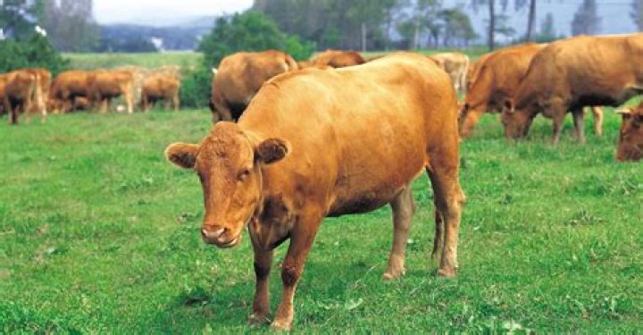 
Did 3000 Cows Die In Kansas On Account Of Excessive Heat? 