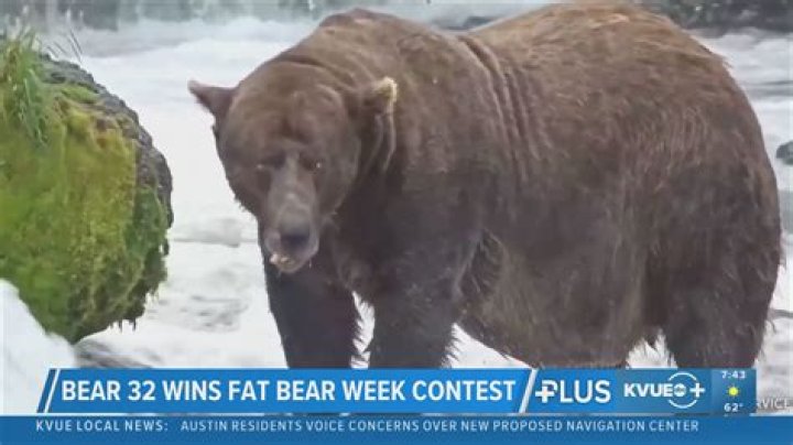 
‘Fat Bear Week’ in Alaska Concludes with a Brand New Winner 