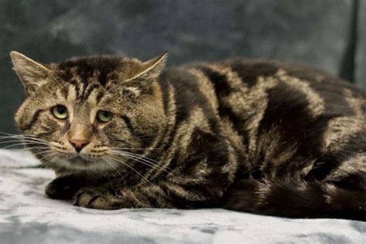 
Fishtopher the Cat Finds Home After His ‘Sad and Depressed’ Adoption Photo Goes Viral 