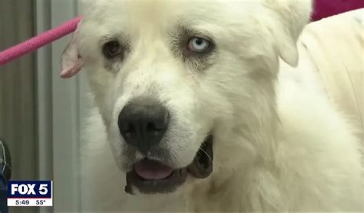 
Great Pyrenees Attacks Pack of Coyotes to Protect Animals on Georgia Farm: ‘Not a Normal Dog’ 