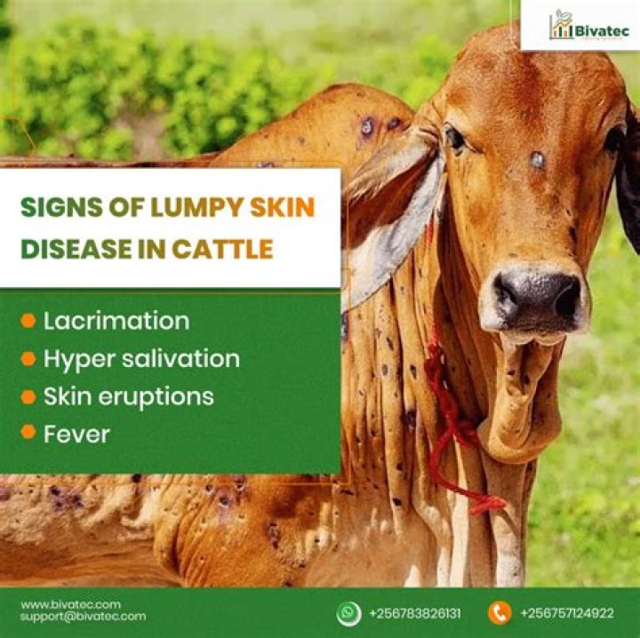 
Half of MP under clutch of lumpy virus, over 100 cows dead 