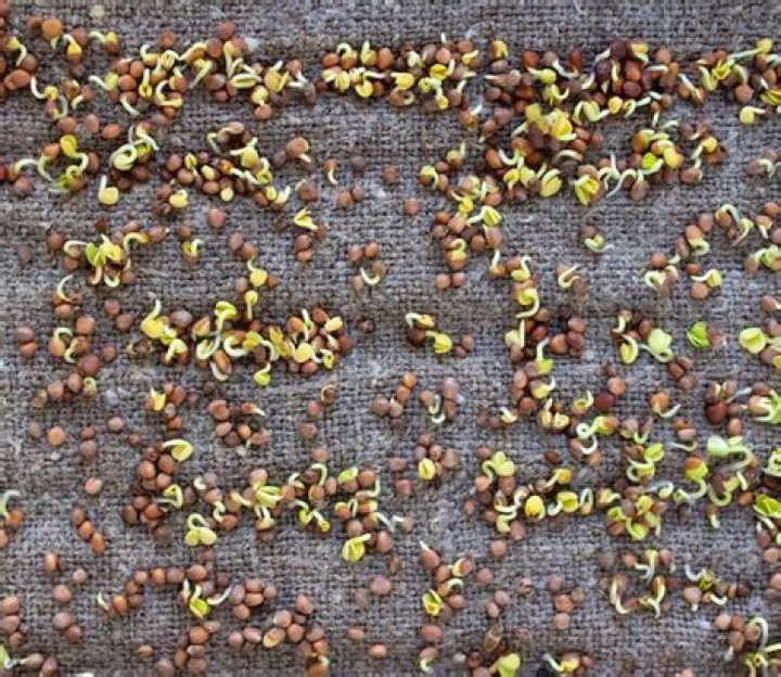 How do you keep bird seed from sprouting