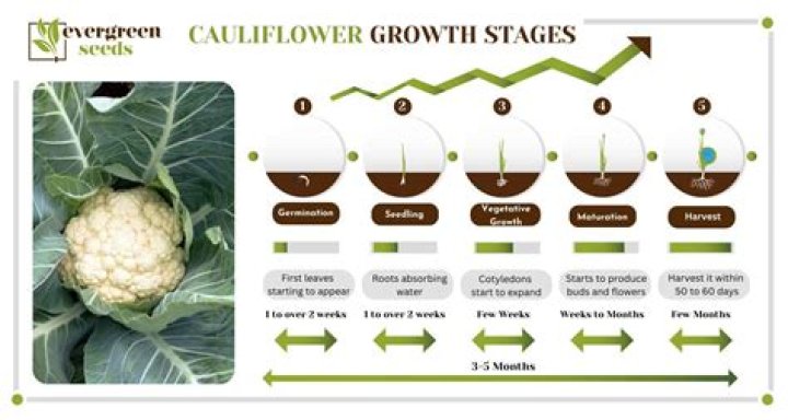 How many calories does cauliflower have