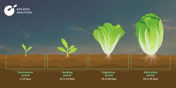 How much does romaine lettuce weigh