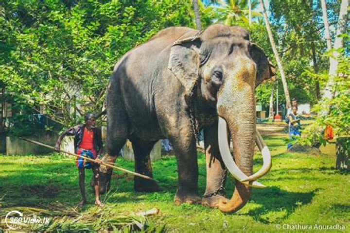 
Indian Tusker Elephant Nadungamuwa Raja Died At Age 65 Years, Here Is What Happened To Him 