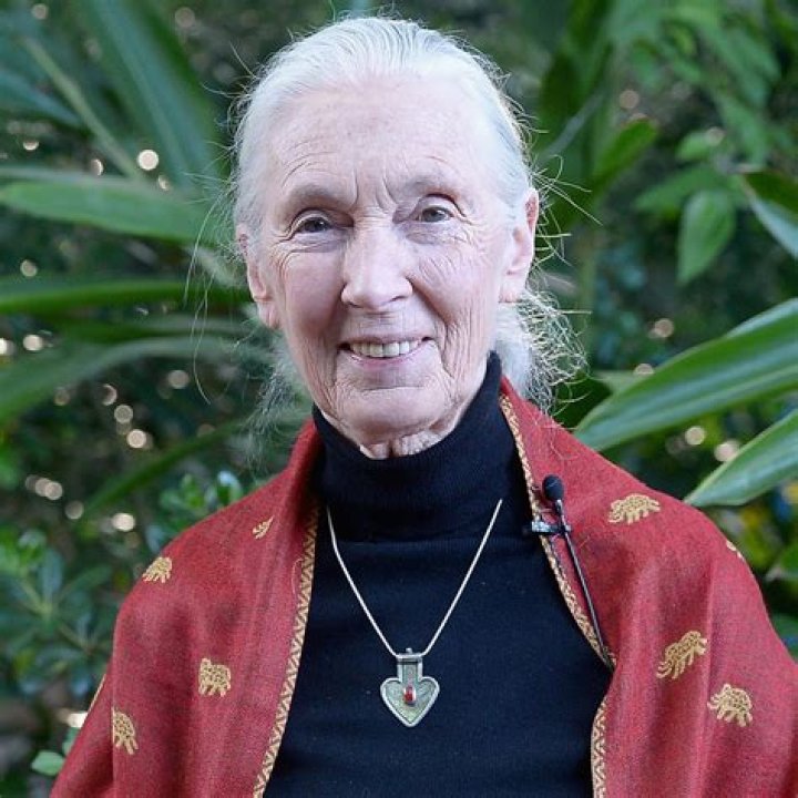 Jane Goodall Age, Birthday, Wikipedia, Who, Nationality, Biography
