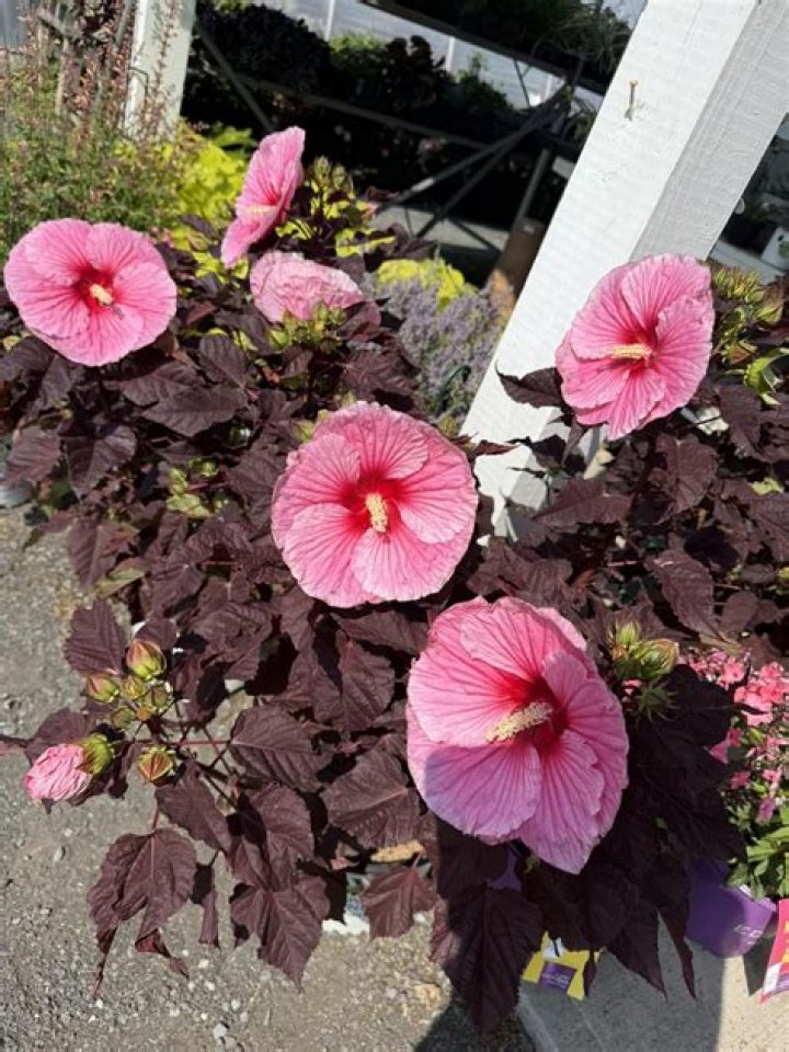 Maria Modeen Net Worth