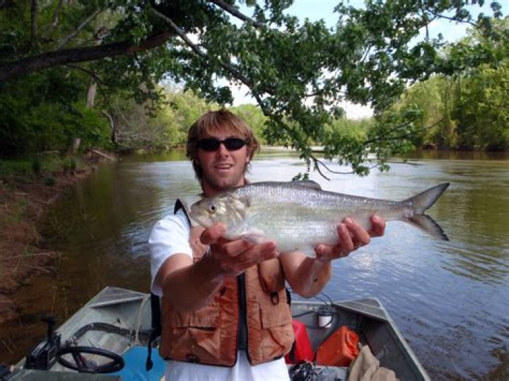 Mike Herring - Biography, Age, Wiki, Facts and Family