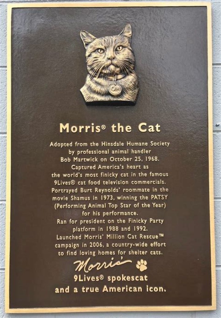 Morris the Cat Net Worth