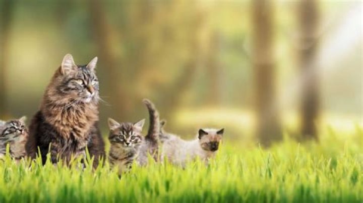 
Schoolgirls’ Family Cat Sneakily Poses for School Portrait: ‘He Thinks He’s a Pupil’ 