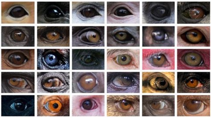Trace Gallagher’s Eye Condition & Different Color -What’s Wrong With Him?