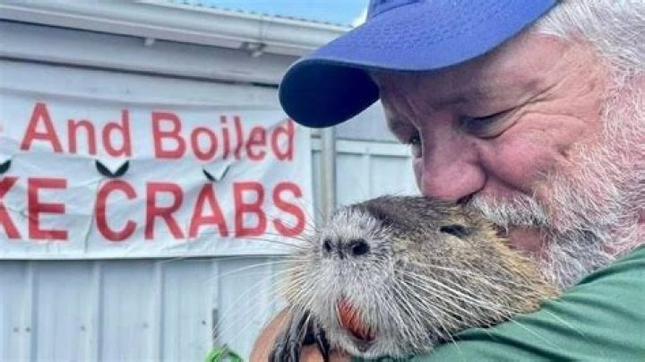 
What is a pet nutria rat? Louisiana couple given permit to keep 22-pound TikTok-famous rodent 
