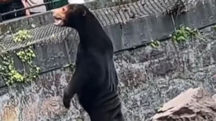 
What Is @Daddyaioligato On Twitter? Animal Inhumanity Awareness Video Goes Viral On Reddit Details 