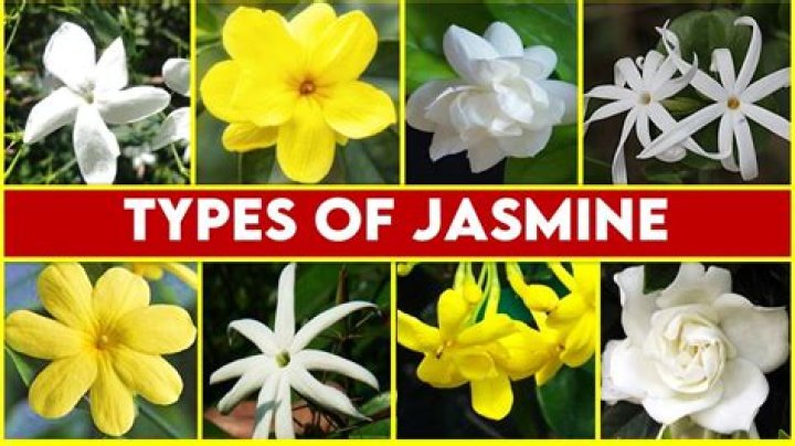 What Is Jasmine Jobson Sexuality? Find Out If The Actress Is Gay Or Straight