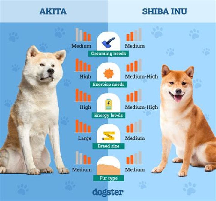 
What is the doge meme dog’s name? Netizens extend support as Shiba Inu owner shares leukemia diagnosis 