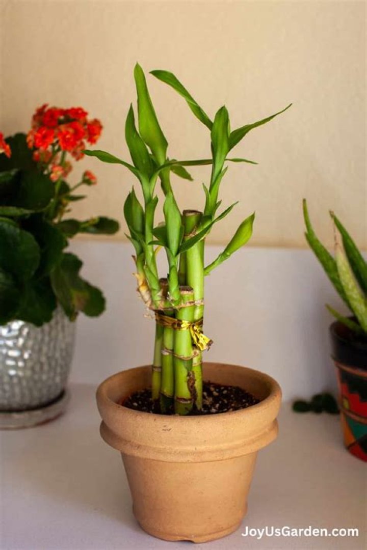 When should i repot my fuchsia