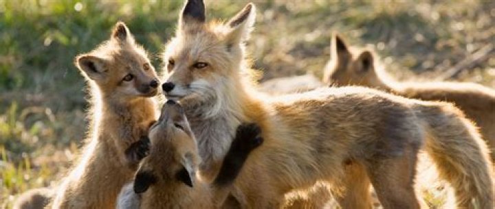 
Who are Morgan Foxs Parents? Morgan Fox Biography, Parents Name, Nationality and More 